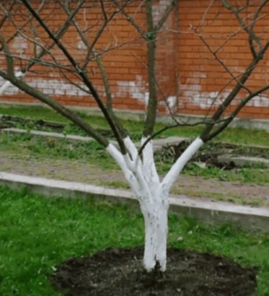 Як коріння дерев підживити восени