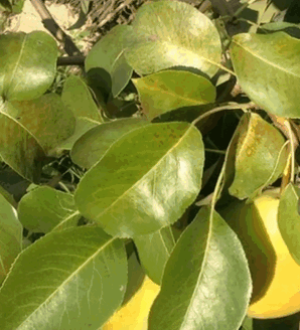 Посадка груші восени: що робити якщо саджанець підсох