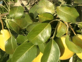 Посадка груші восени: що робити якщо саджанець підсох