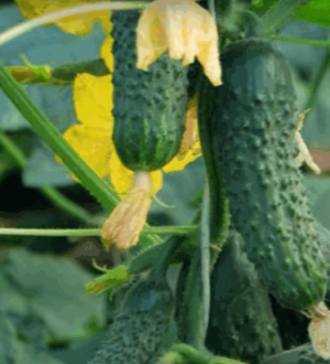 Свіжі огірки до настання перших осінніх заморозків