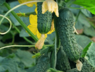 Свіжі огірки до настання перших осінніх заморозків