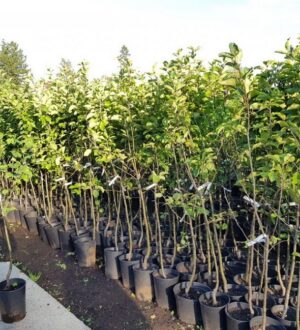 Як вибрати саджанці яблуні: секрет скороспілості саджанців