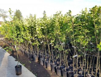 Як вибрати саджанці яблуні: секрет скороспілості саджанців