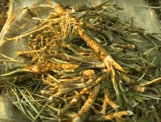 Збирання хрону після заморозку: чи завжди це так