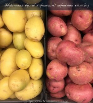 Зберігання бульб картоплі: корисний симбіоз