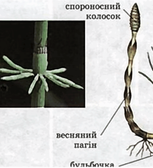 Хвощ польовий, або всюдисуща «сосонка» і як з нею боротись