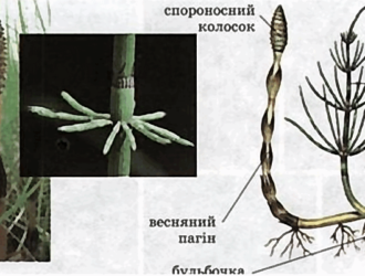Хвощ польовий, або всюдисуща «сосонка» і як з нею боротись