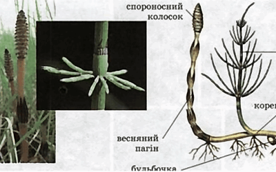 Хвощ польовий, або всюдисуща «сосонка» і як з нею боротись