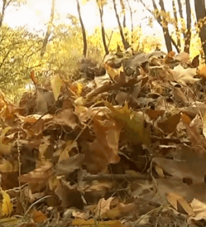 Що робити з опалим листям: корисна переробка опалого листя