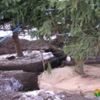 Пересадка дорослих дерев в період спокою