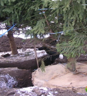 Пересадка дорослих дерев в період спокою: корисні поради