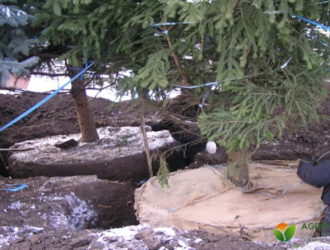 Пересадка дорослих дерев в період спокою: корисні поради