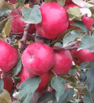 Кращі зимові сорти яблук, що добре зберігаються до весни