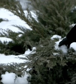 Садові роботи в січні