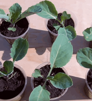 Вирощування розсади ранньої капусти: що, де, коли і як