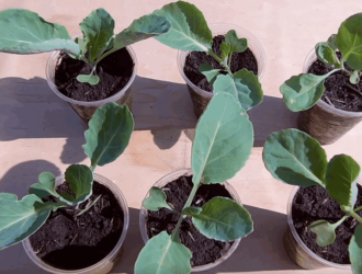 Вирощування розсади ранньої капусти: що, де, коли і як