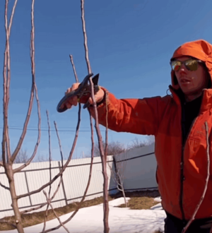 Як правильно обрізати грушу, щоб збільшити врожайність