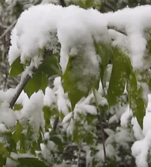 Засніжений сад: огляд саду або як дожити до весни