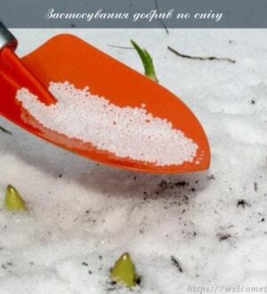 Які добрива можна вносити на дачі по снігу