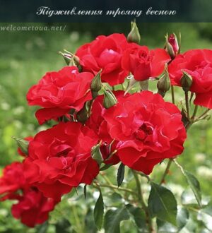 Підживлення троянд весною: зараз їм потрібна підтримка добривами