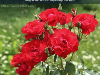 Підживлення троянд весною: зараз їм потрібна підтримка добривами