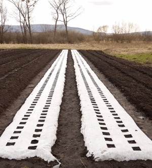 Спанбонд чи поліетиленова плівка: що краще для укриття?