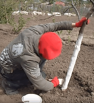 Весняна побілка дерев і плодових ліз: захист від шкідників