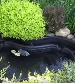 Травневий календар: що робити на дачі в саду та на городі