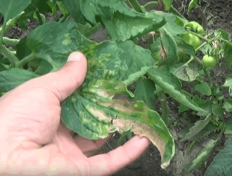 Фітофтора з’являється рано: як її виявити і боротись з нею