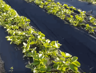 Суниця Фріго, котра не боїться сонячної спеки