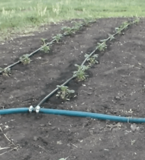 Крапельний полив: коли не вистачає води для поливу