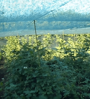 Літня спека: як захистити город від літньої спеки