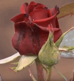 Розмноження троянд живцями: із досвіду моєї дружини