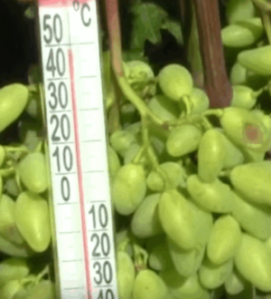 Сонячні опіки винограду і як захистити виноград від них