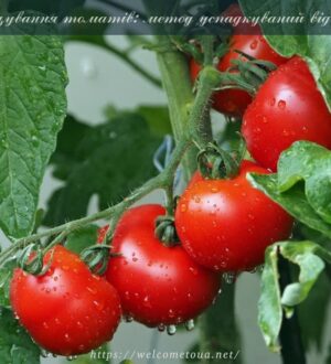 Вирощування томатів: метод успадкуваний від бабусі