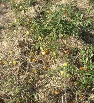 Захист томатів від перегріву, як захистити помідори від опіків