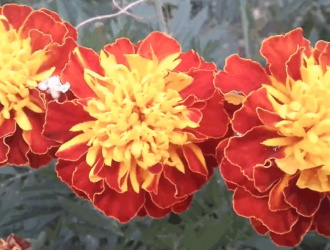 Календар квітникаря на липень