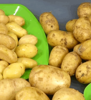 Молода картопля: настав час збирати молоду картоплю
