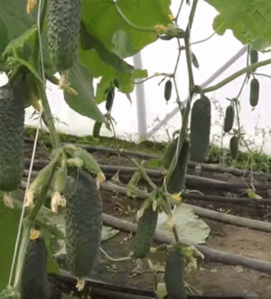 Як продовжити плодоношення огірків на власному городі