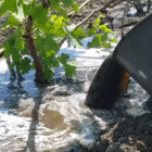 Підживлення винограду після збирання врожаю