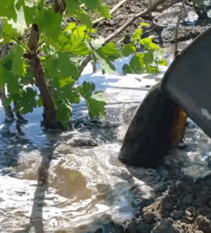 Підживлення винограду після збирання врожаю для відновлення сили