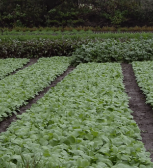 Що можна посадити в серпні на городі для осіннього врожаю