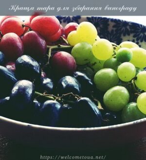 Для збирання винограду використовуємо найкращу тару