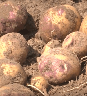 Як вибрати картоплю на посадку: вирощування картоплі в умовах спеки