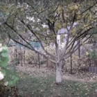 Жовтень в саду і на городі: осінній сезон садівника-городника