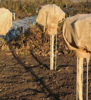 Підготовка рослин до зими: штамбові рослини