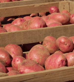 Як зберігати картоплю в квартирі, щоб вона не проростала