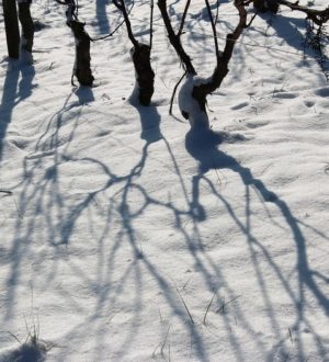 Властивості агроволокна. Агроволокно від морозу врятує?
