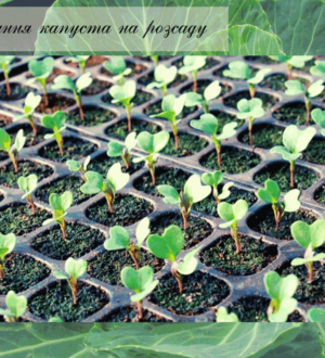 Розсада ранньої капусти: саме час зайнятися посівом