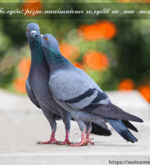 Розведення голубів: різноманітність порід голубів не має меж